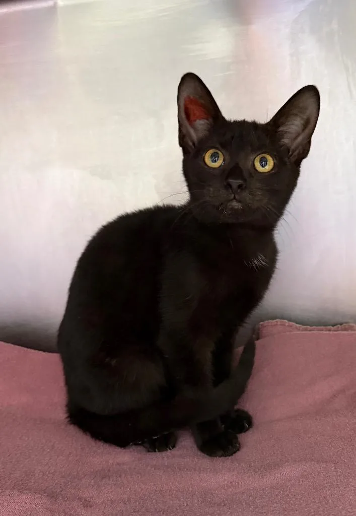 A baby medium-sized female Domestic Short Hair cat named Dreamweb for adoption in Cincinnati, OH
