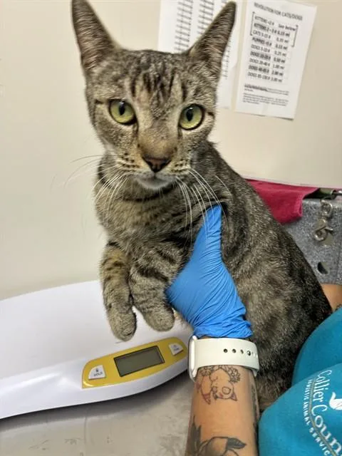 An adult large-sized female Domestic Short Hair cat named Maisie for adoption in Naples, FL