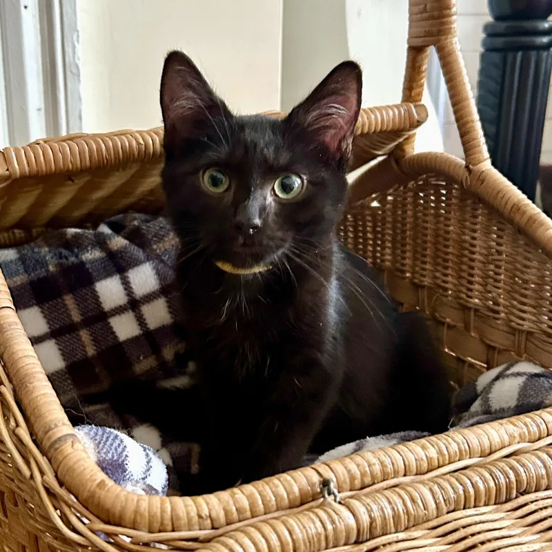 A baby small-sized male Black Domestic Short Hair cat named Pierce the Veil for adoption in Richmond, VA