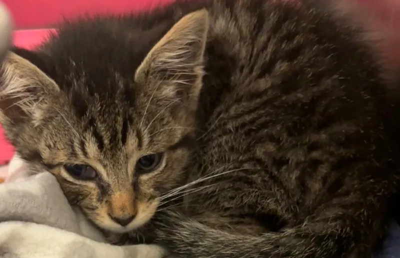 A baby small-sized male Domestic Short Hair cat named Koda for adoption in Elizabethton, TN
