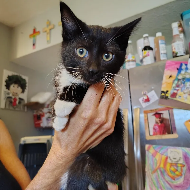 A baby small-sized female Black Domestic Short Hair cat named Mt Berry Blast for adoption in Osawatomie, KS