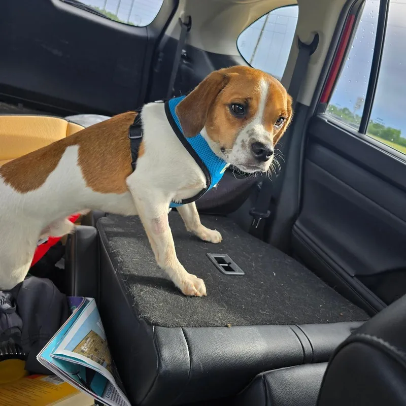 A young medium-sized male White / Cream Beagle dog named Banjo for adoption in Enid, OK