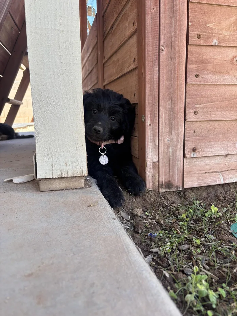 A baby medium-sized female Black Standard Poodle dog named Buttercup for adoption in Gilbert, AZ