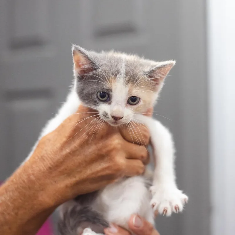 A baby small-sized female Domestic Short Hair cat named Junebug for adoption in Parrish, AL