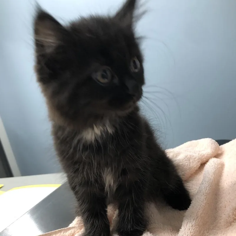 A baby small-sized female Black Domestic Short Hair cat named Wonton for adoption in Oak Park, IL