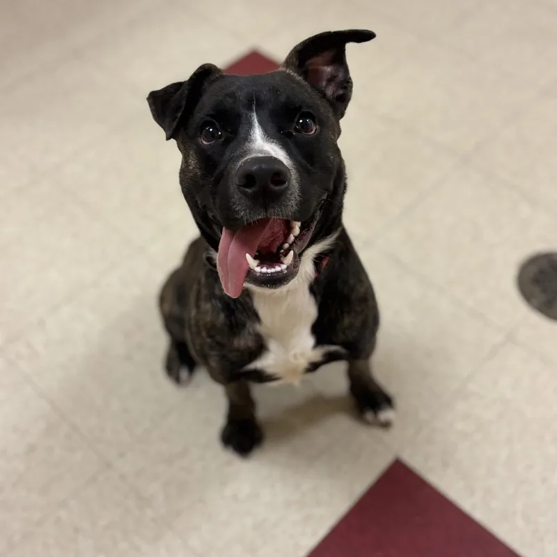 Enzo