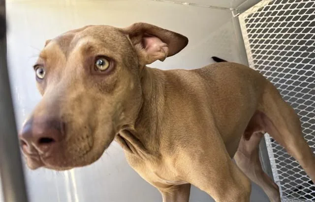 A young large-sized male Doberman Pinscher dog named Hank Dog for adoption in Bakersfield, CA
