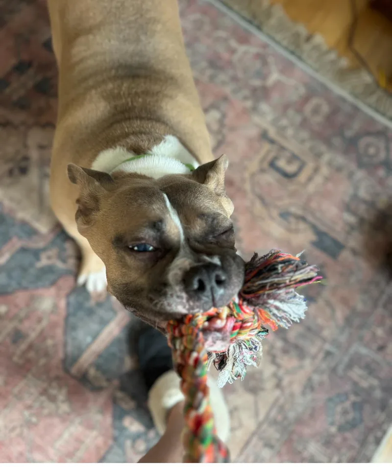 An adult medium-sized female Apricot / Beige Terrier dog named Ayla Blind for adoption in Mendham, NJ