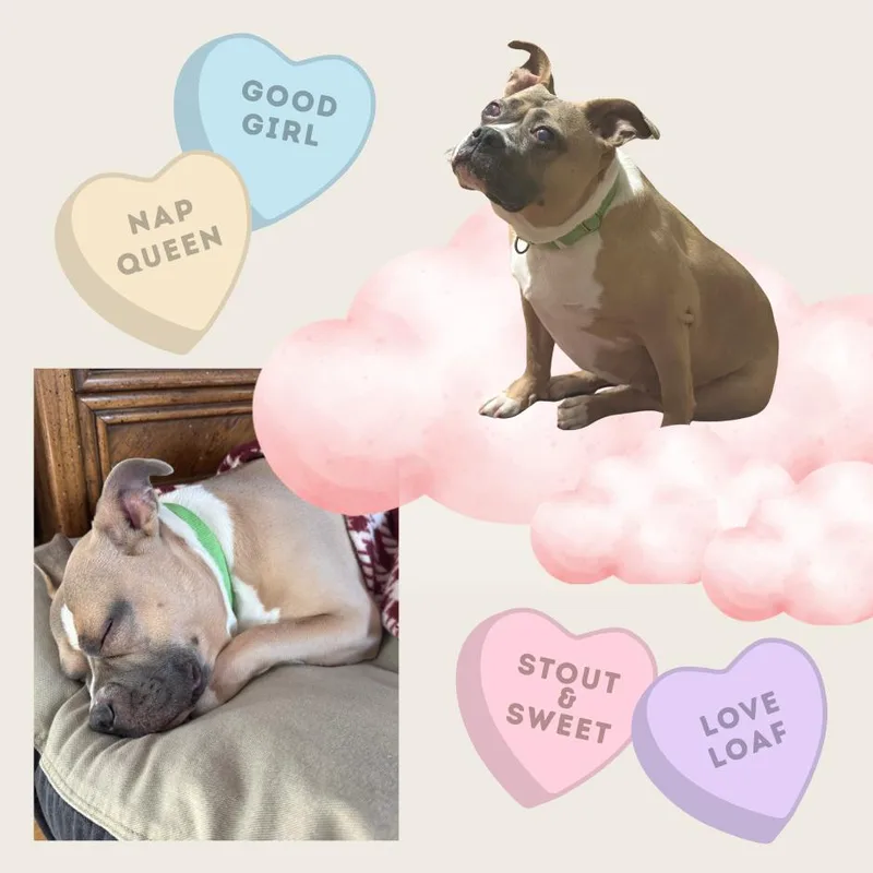 Ayla Blind thumbnail 3