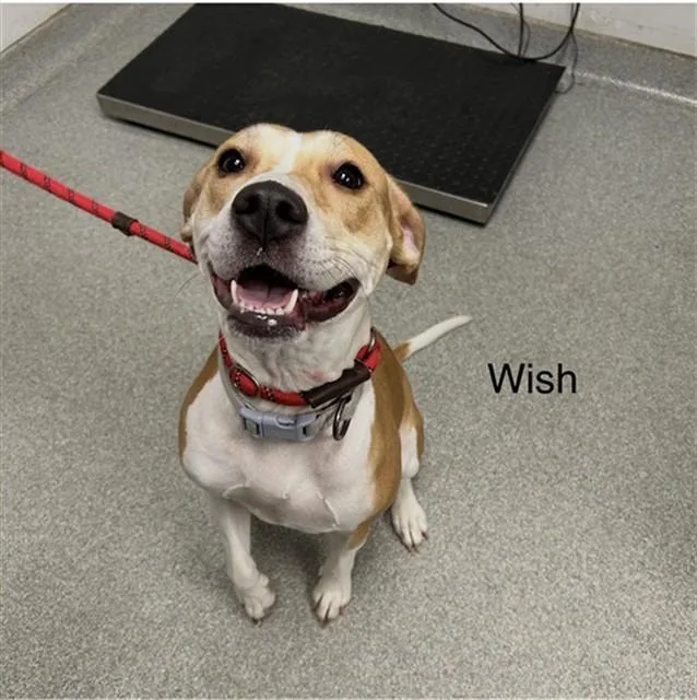 An adult medium-sized female Treeing Walker Coonhound dog named Wish for adoption in Lincolnton, NC