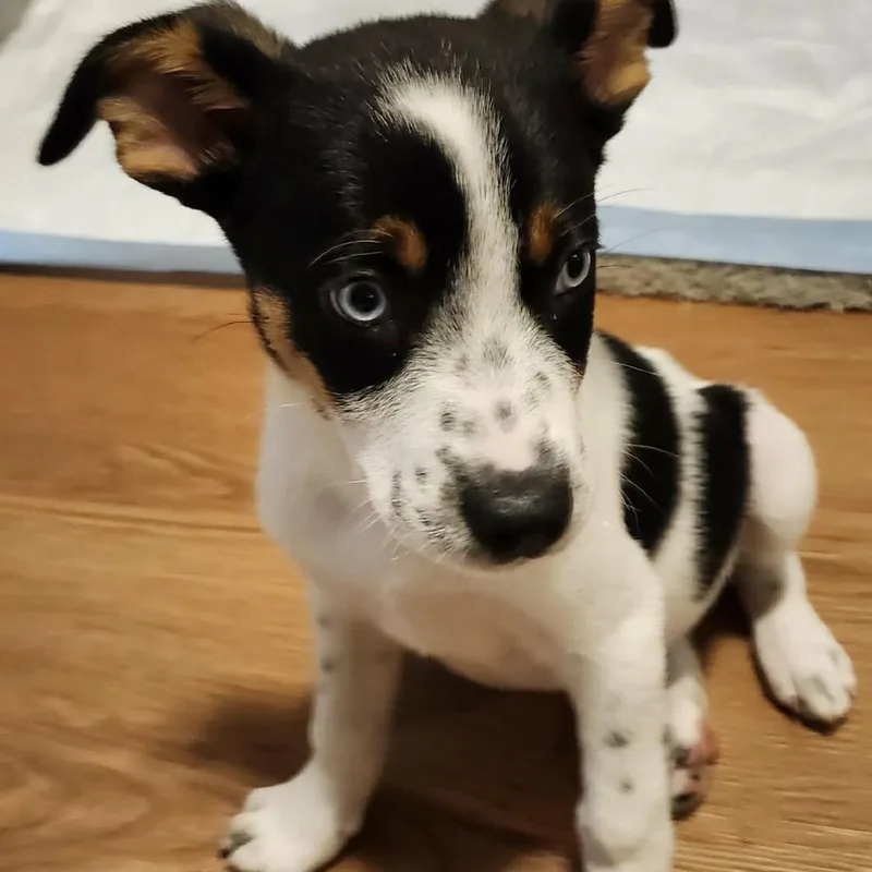 A baby small-sized male White / Cream Mixed Breed dog named Comic Sans for adoption in Buffalo, MN