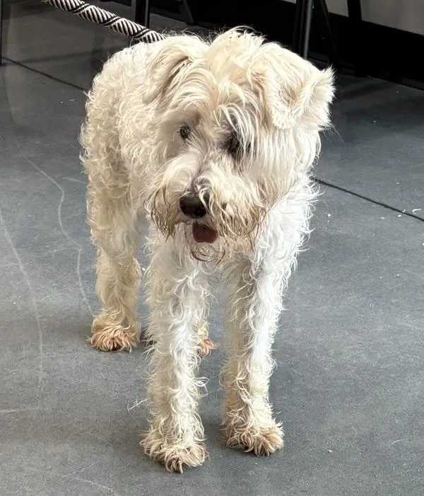 An adult small-sized female Schnauzer dog named Pen c Betsy for adoption in Lawrenceville, GA
