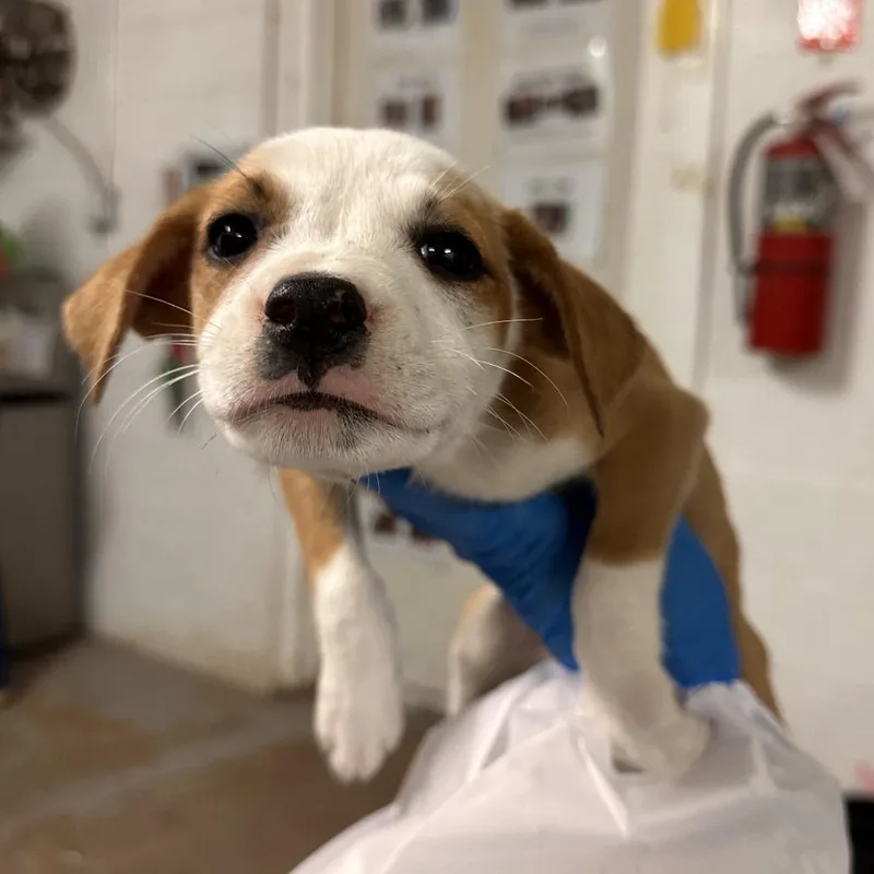 A baby small-sized female Brown / Chocolate Mixed Breed dog named Georgina for adoption in Edinburg, TX