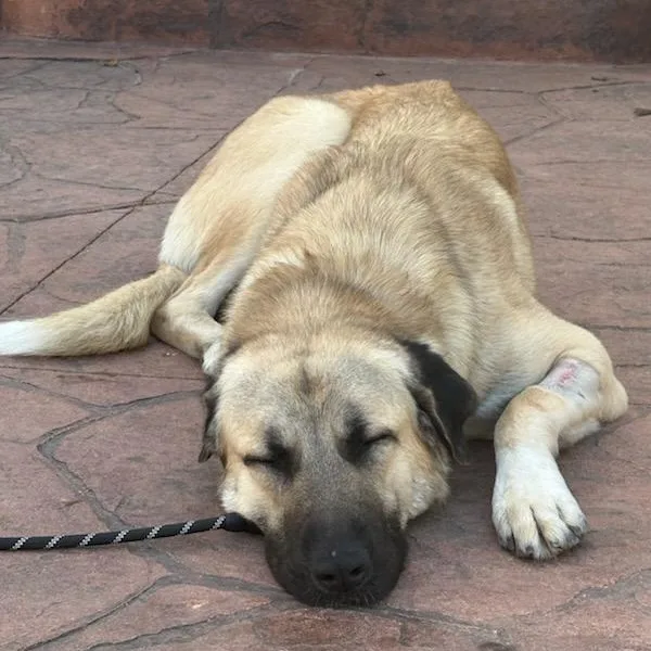 A young extra large-sized male Yellow / Tan / Blond / Fawn Anatolian Shepherd dog named O'malley for adoption in Joliet, IL