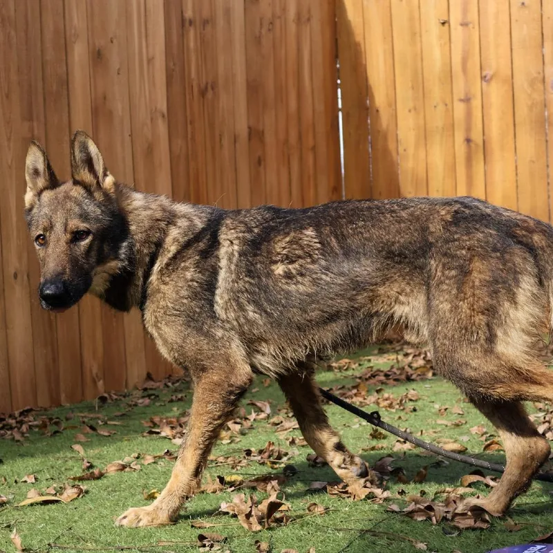 Ruger Jum thumbnail 2