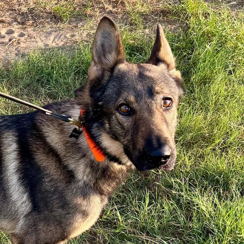 An adult medium-sized male Sable German Shepherd Dog dog named Ruger Jum for adoption in Austin, TX