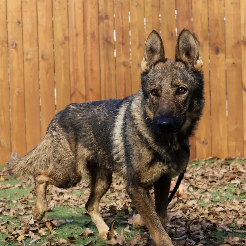 Ruger Jum thumbnail 3