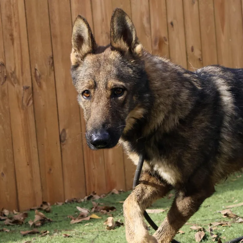 Ruger Jum thumbnail 4