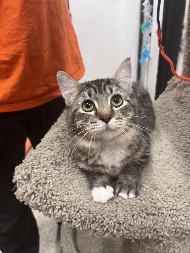 A young medium-sized female Domestic Medium Hair cat named Poppy for adoption in Scottsdale, AZ