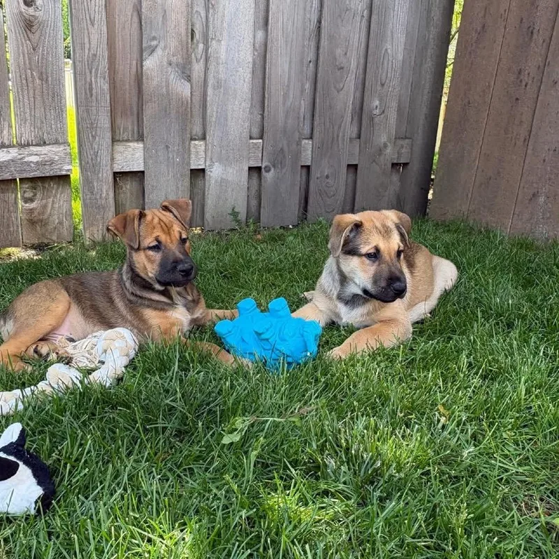 A baby small-sized male Brown / Chocolate Mixed Breed dog named Honey Mustard for adoption in Wheeling, IL