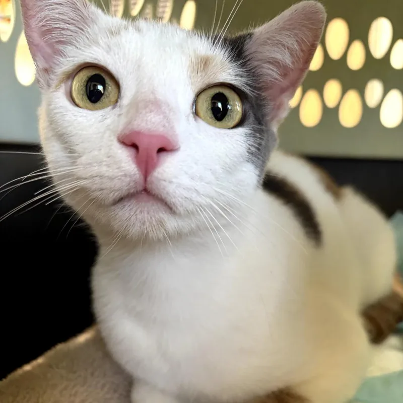 An adult medium-sized female Calico Extra-Toes Cat / Hemingway Polydactyl cat named Pattie for adoption in Costa Mesa, CA