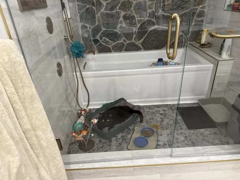 An adult large-sized male Black Domestic Short Hair cat named Smoov for adoption in Sunnyvale, CA