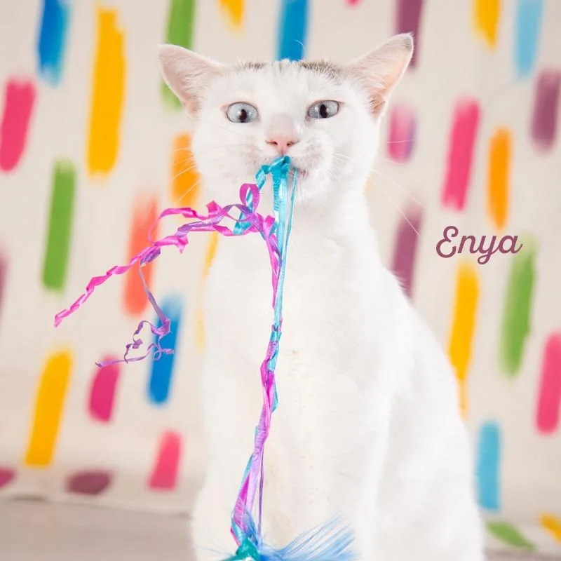 A young small-sized female Gray / Blue / Silver Domestic Short Hair cat named Enya for adoption in Springfield, MO