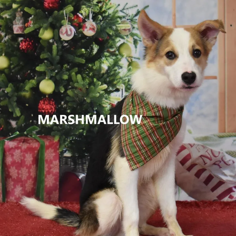 A young small-sized male Border Collie dog named Bruno for adoption in Yuma, AZ