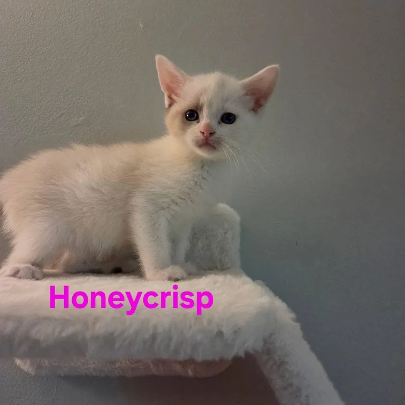 A baby medium-sized female Cream / Ivory Siamese cat named Honeycrisp for adoption in Muncie, IN