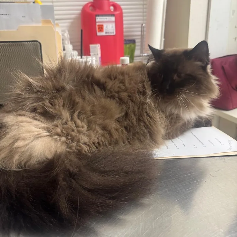 A senior large-sized male Gray / Blue / Silver Siamese cat named Jackson for adoption in Pekin, IL