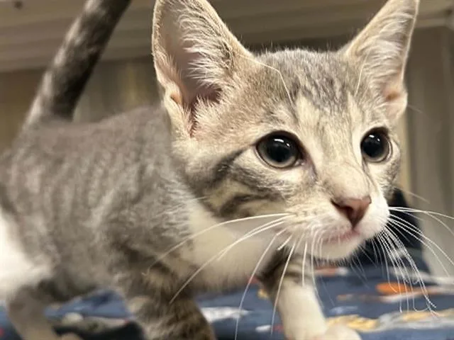 A baby small-sized male Domestic Short Hair cat named Mr Meow for adoption in Tustin, CA