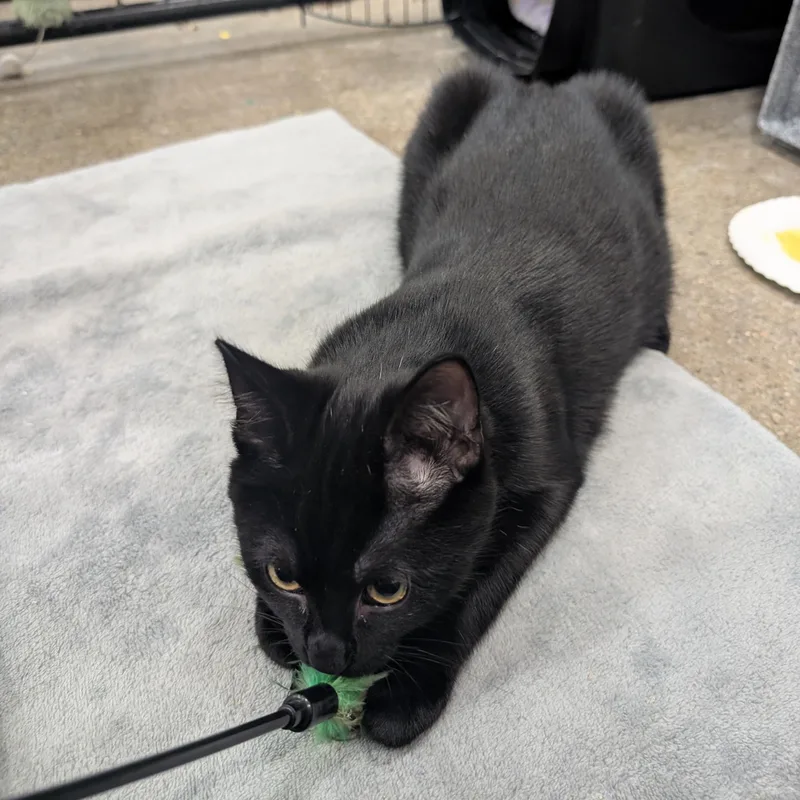 A baby medium-sized male Domestic Short Hair cat named Davon for adoption in Columbus, OH