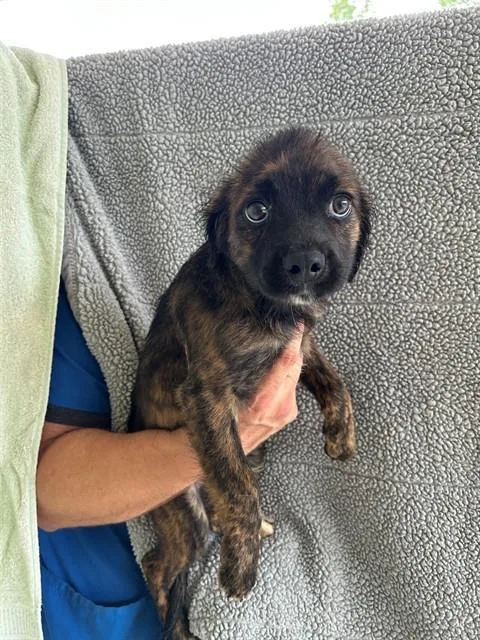 A baby medium-sized male Hound dog named Lithium for adoption in Cookeville, TN