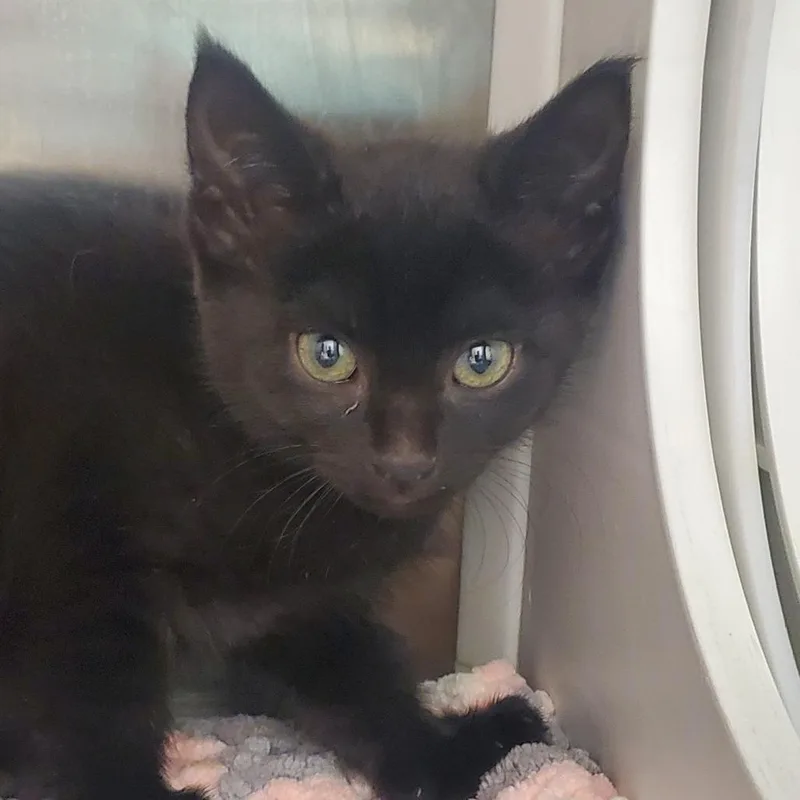 A baby small-sized female Black Domestic Short Hair cat named Cocoa for adoption in Chattanooga, TN