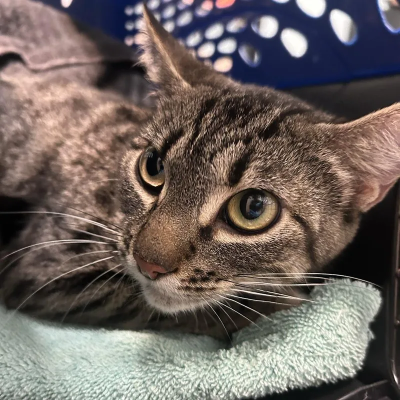 An adult medium-sized female Brown / Chocolate Domestic Short Hair cat named Ava for adoption in Tacoma, WA