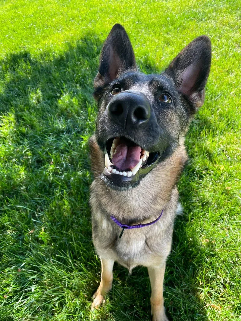 An adult medium-sized female German Shepherd Dog dog named Scarlet Jean for adoption in Racine, WI