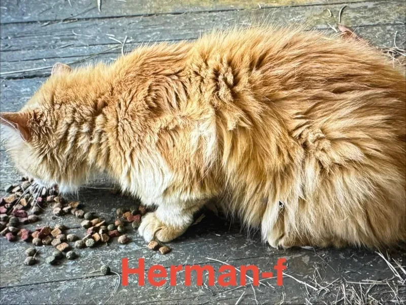 Herman