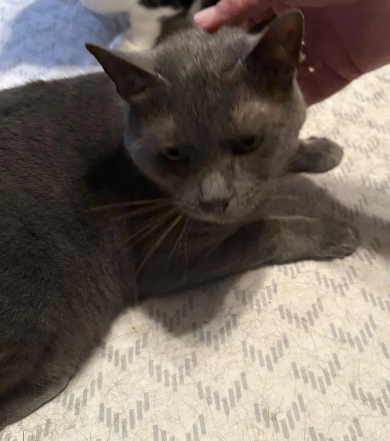 An adult small-sized female Gray / Blue / Silver Domestic Short Hair cat named April Showers for adoption in Alpharetta, GA