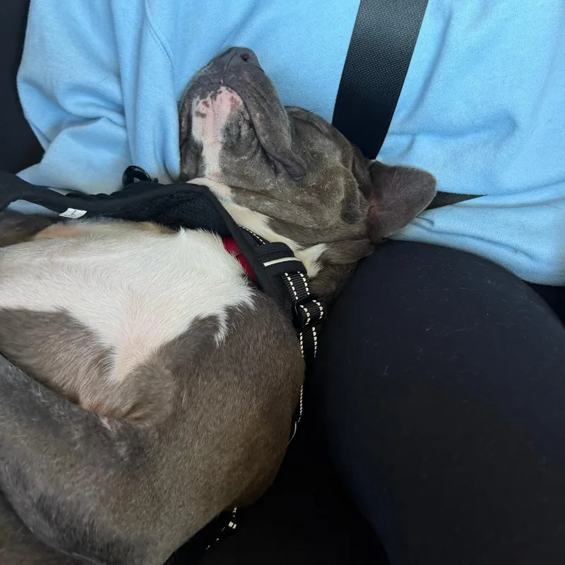An adult medium-sized male Gray / Blue / Silver Pit Bull Terrier dog named Winter Storm for adoption in Salt Lake City, UT