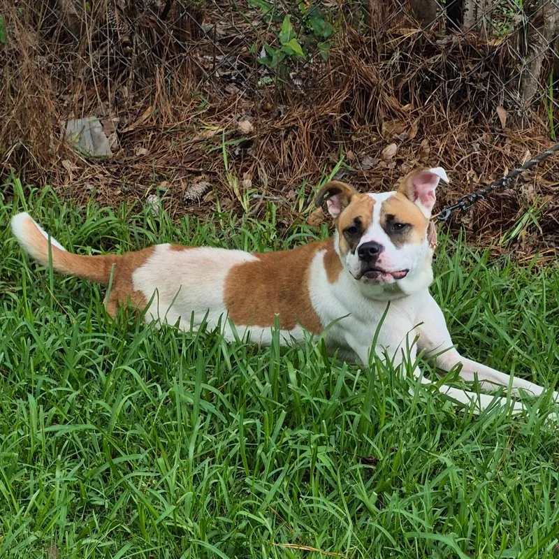 A young medium-sized female Brown / Chocolate Mixed Breed dog named Patches for adoption in Columbus, GA