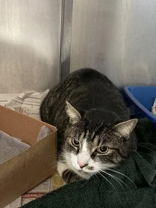 An adult small-sized male Domestic Short Hair cat named Swaran for adoption in West Chester, PA