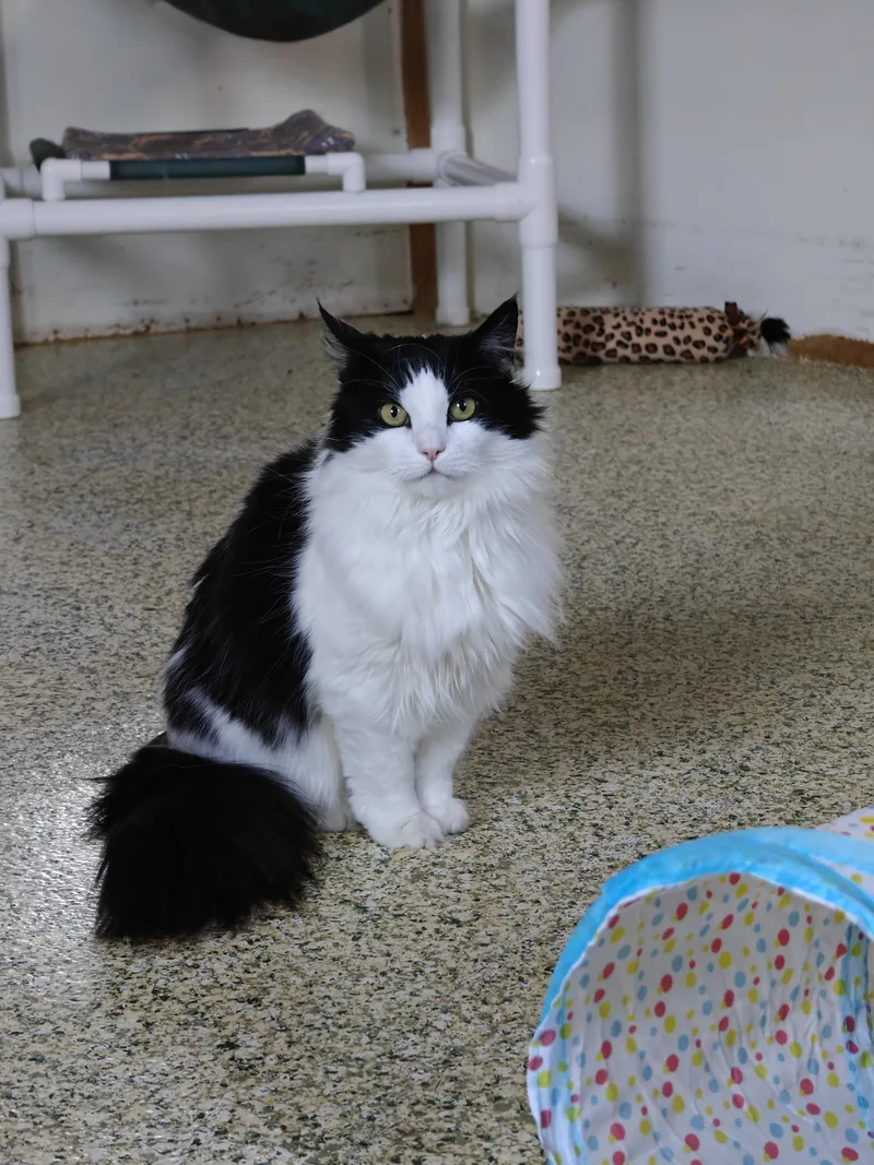 An adult medium-sized female Black Domestic Long Hair cat named Bitsy for adoption in New Britain, CT