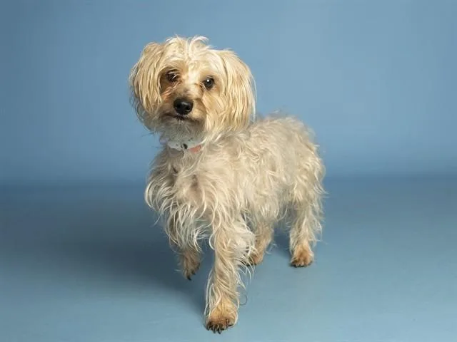 An adult small-sized male Australian Terrier dog named Leonard for adoption in Phoenix, AZ