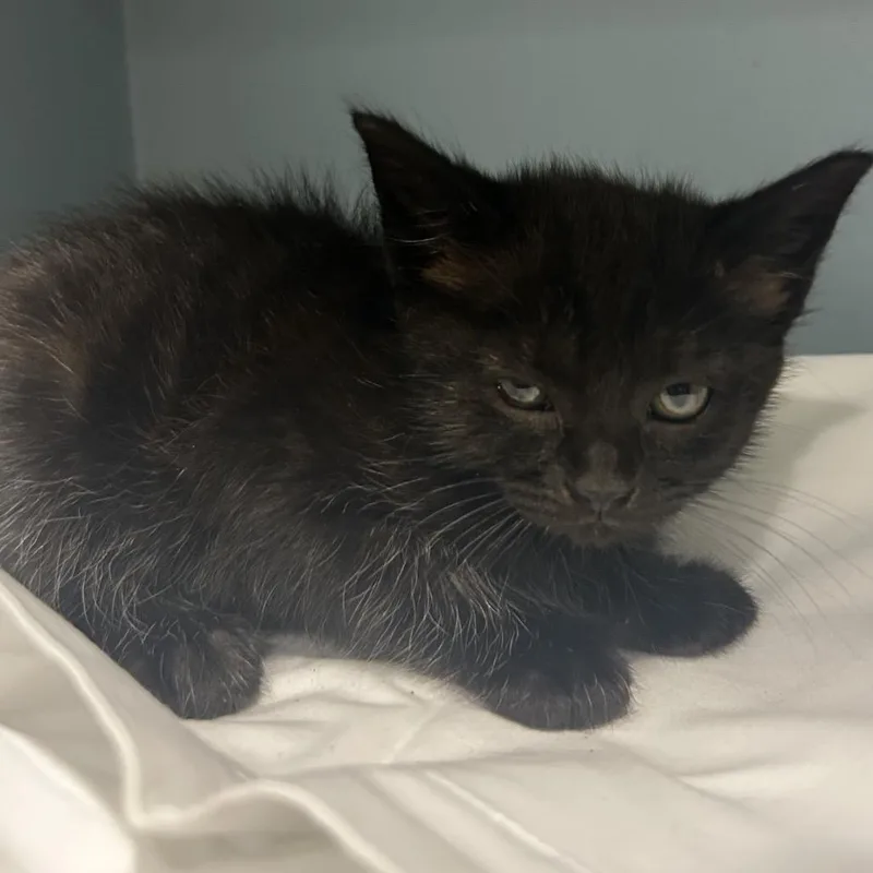 A baby small-sized female Black Domestic Short Hair cat named Sweep for adoption in Chattanooga, TN