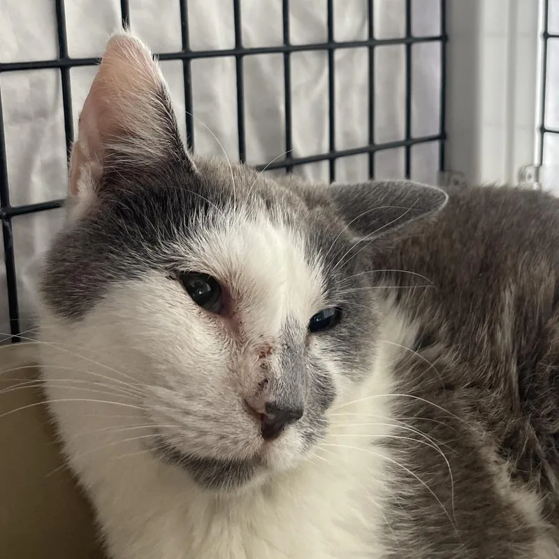 An adult medium-sized female White Domestic Short Hair cat named Maribel for adoption in Chicago, IL
