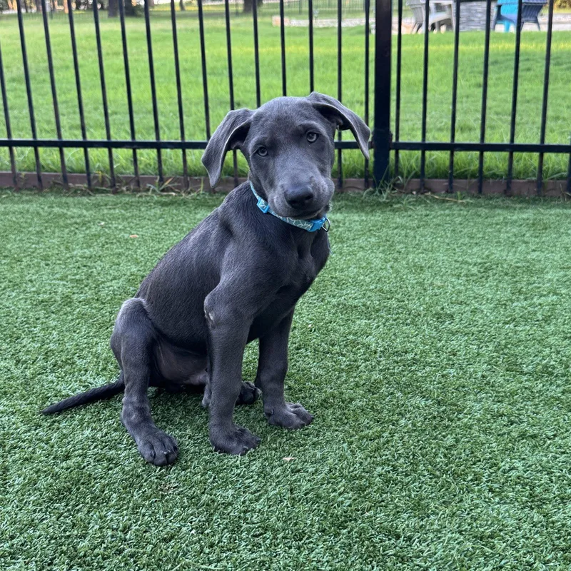 A baby medium-sized male Labrador Retriever dog named Marvin Song for adoption in Fort Worth, TX