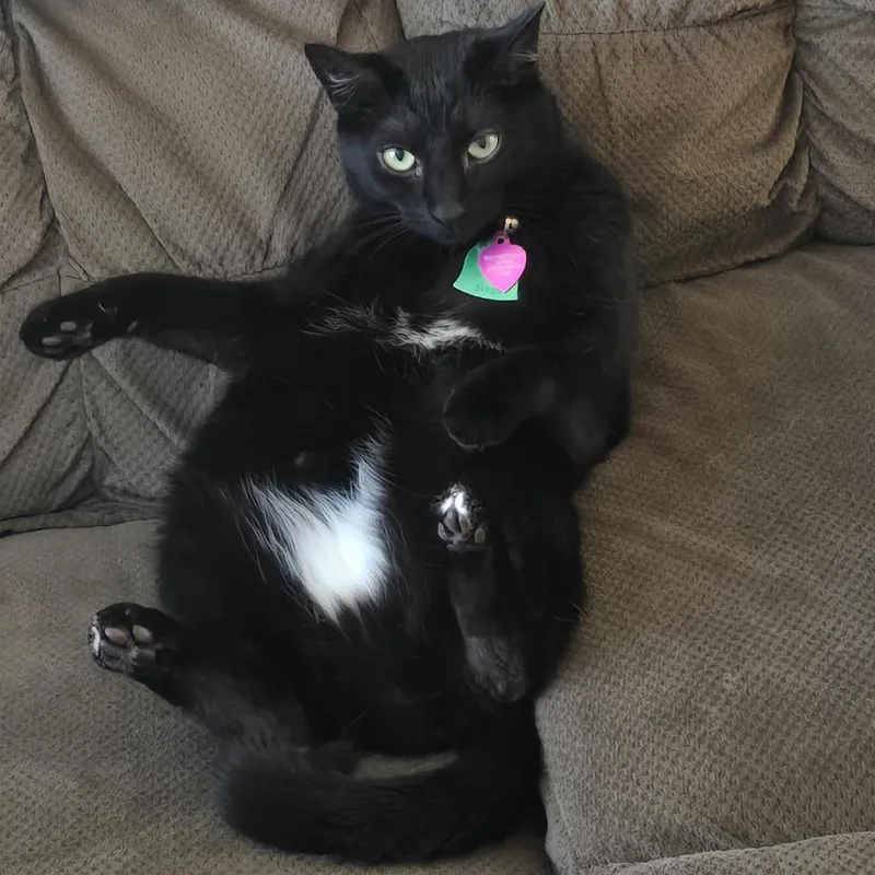 An adult medium-sized female Black Domestic Short Hair cat named Midnight for adoption in Philadelphia, PA