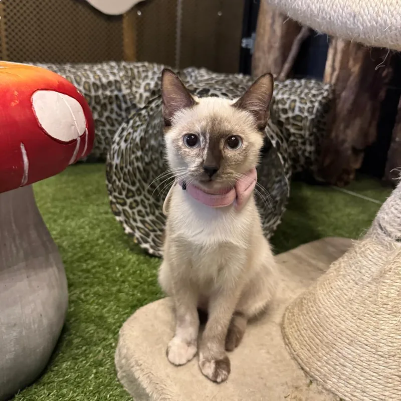 Coco