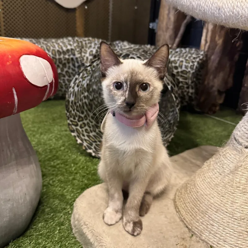 Coco thumbnail 2
