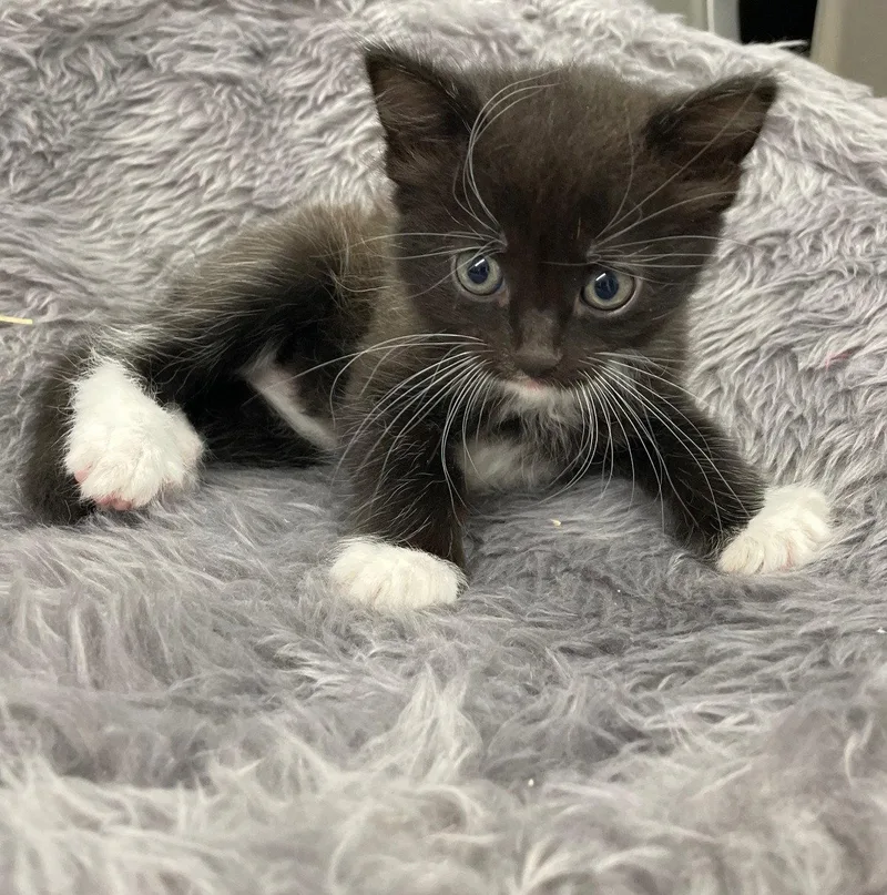 A baby medium-sized female Black Domestic Short Hair cat named Graphium for adoption in Island Lake, IL